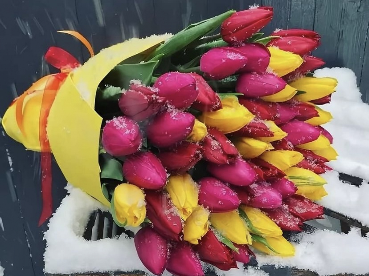Купить тюльпаны в Красноярске